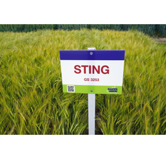 Sting BIO - Sommergerste