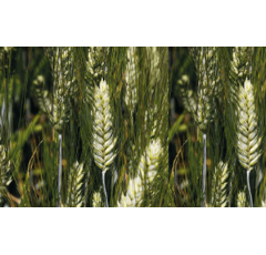 Trigo duro - Ottaviano - R1 y R2