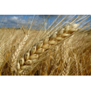 Winterdurum - Wintergold - BIO