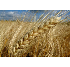 Winterdurum - Wintergold - BIO