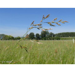 Wiesenschwingel - PARDUS - BIO