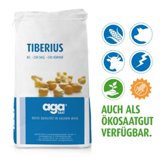 Saatmais - Tiberius (S230 K240) AGASAAT