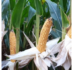 Maïs mixte 240 - Bourbon