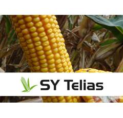 SY Telias - Maïs 250-270 - G1 : grain précoce - BIO