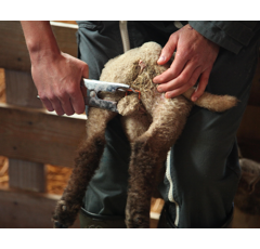 Boite de 100 anneaux de gomme antiseptique Elastrator HEINIGER