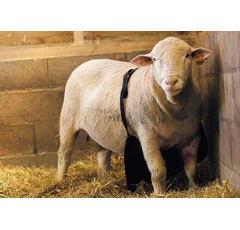 Tablier de bélier 60 x 30 cm KAMER