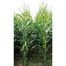 Saatmais - Serbilia (S320 K320) MAS SEEDS