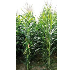 Saatmais - Serbilia (S320 K320) MAS SEEDS