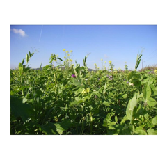 Zwischenfruchtmischung - TerraLife BetaMaxx organic