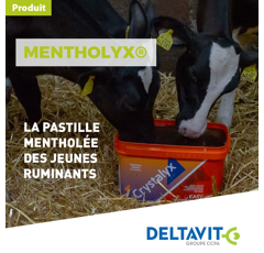 MENTHOLYX - Karton à 4 Leckwürfel - 5kg