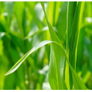 Revystar + Priaxor | Fungizid