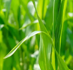 Revystar + Priaxor | Fungizid