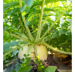 Radis chinois - Mino Early - BIO