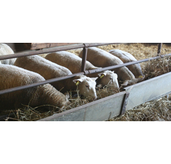 MASH COMPLET OVIN - BB 1T - Non OGM