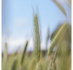 KWS Tayo BIO - Hybrider Winterroggen