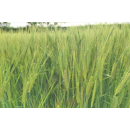 Cebada de primavera - SHAKIRA