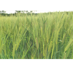 Cebada de primavera - SHAKIRA