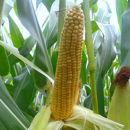 Saatmais - MAS 22.G (S250) MAS SEEDS