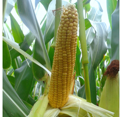 Saatmais - MAS 22.G (S250) MAS SEEDS