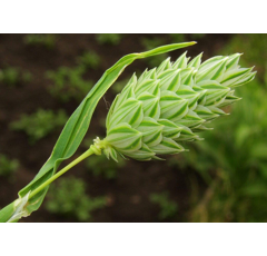 Kanariengras  - Phalaris canariensis