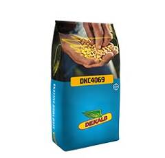 DKC 4069 - Maïs 320-340 - G2 : Grain demi-précoce