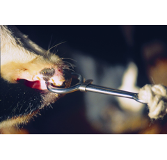 Pince mouchette à coulant en acier forgé nickelé 19 cm