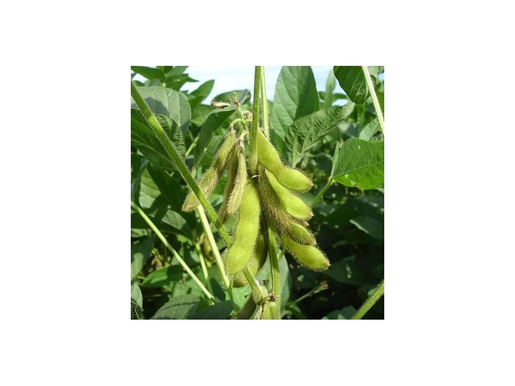 Soja 00 - RGT Stumpa - BIO - R1