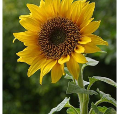 Sonnenblume - LG 53.77