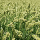Cebada forrajera alternativa- MOCHINA 9