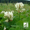 Sparriger Klee (Trifolium squarrosum) - BIO