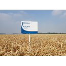 Winterweichweizen - Asory