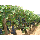 Keltertraube - Blauer Spätburgunder - 1-74 Gm - Unterlage SO4