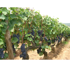 Keltertraube - Blauer Spätburgunder - 1-74 Gm - Unterlage SO4