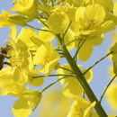 Colza oleaginosa híbrida - MIRACULIX CL