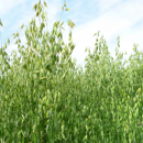 Sommerhafer - Delfin