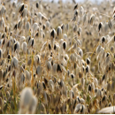 Avoine noire de printemps - Hucul - BIO