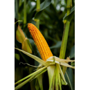 Saatmais - Luigi CS (S250 K240) LIDEA