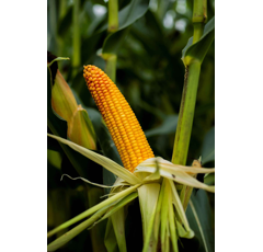 Saatmais - Luigi CS (S250 K240) LIDEA