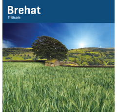 Triticale - Brehat