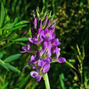 Luzerne flamande inoculée - Triade