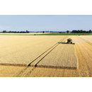 Trigo blando de invierno - SY Alteo - Mocho