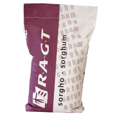 Sorghum - RGT Amiggo - Biomasse