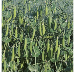 Sommerfuttererbse - Astronaute - BIO