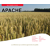 Blé tendre d'hiver - Apache