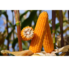 Saatmais - ES Metronom (S240 K240) LIDEA