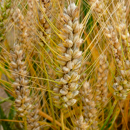 Blé tendre de printemps - Tybalt - BIO