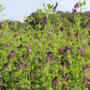 Luzerne geimpft - Milky Blue Mantelsaat