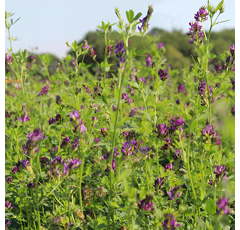 Luzerne geimpft - Milky Blue Mantelsaat