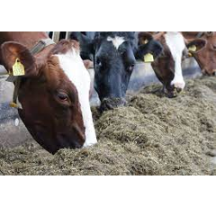 Conservateur Acides - PRESERV TMR - Liquide