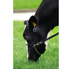 Licol de présentation cuir avec chaîne pour bovin 1,4 m